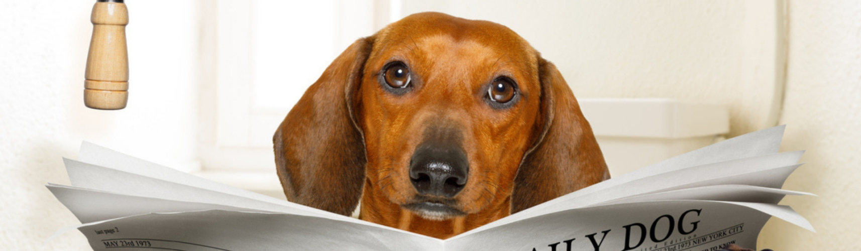 5 formas de tratar la diarrea en perros (Istock)