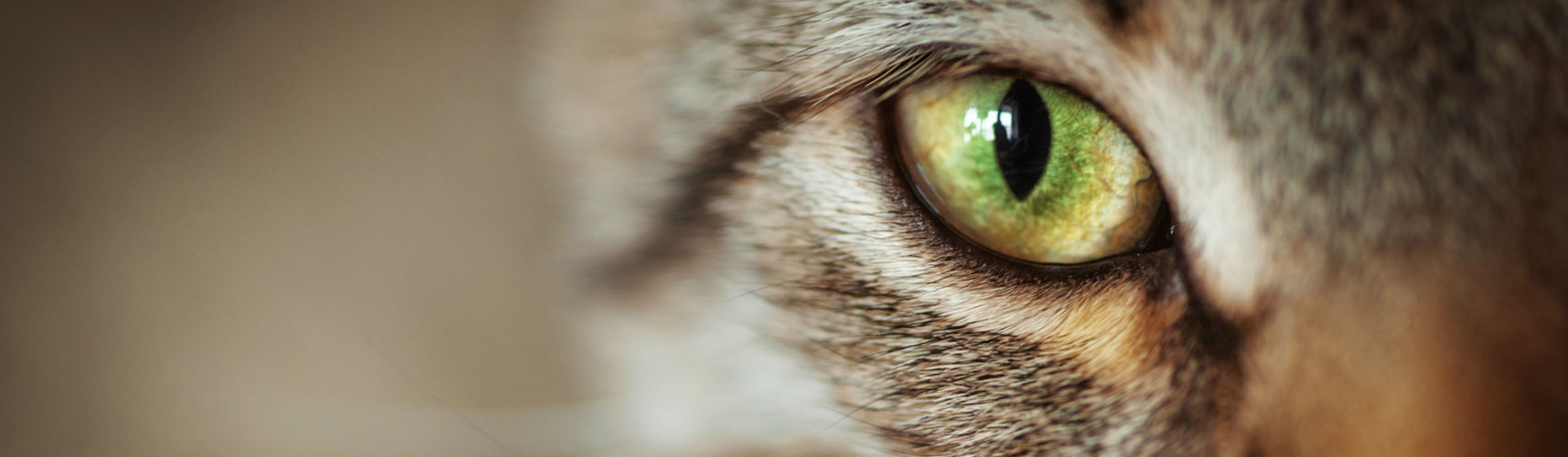 Ojos de gato (Foto: iStock)