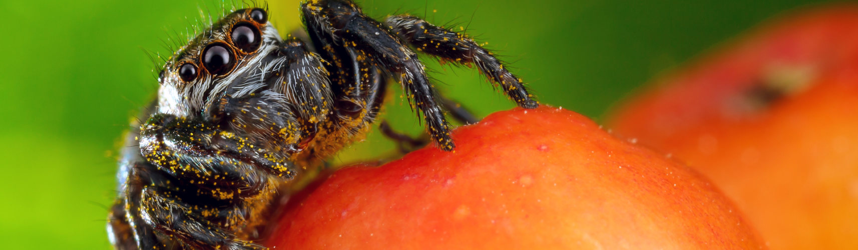 El mundo arácnido está lleno de misterios y curiosidades (iStock).