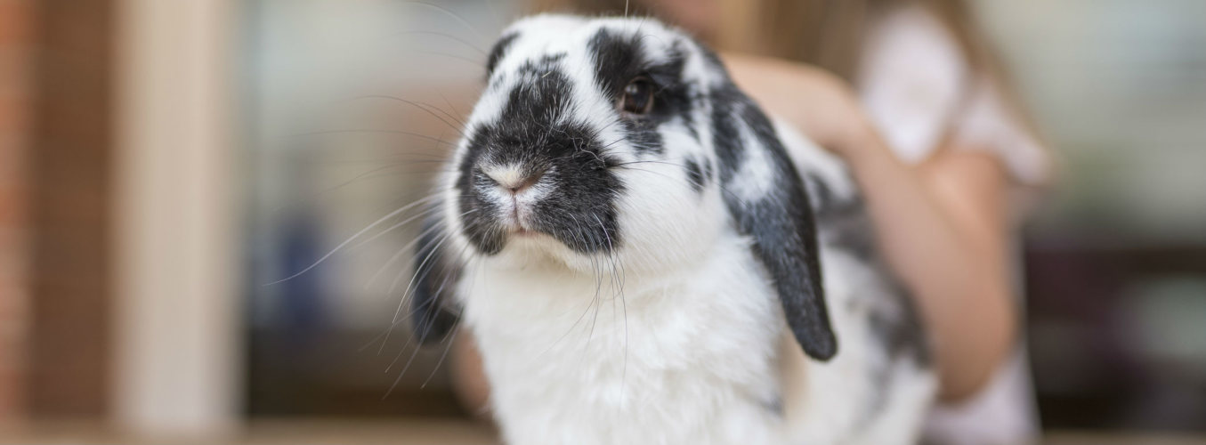 6 mamíferos pequeños que puedes tener como mascota (Foto: iStock)