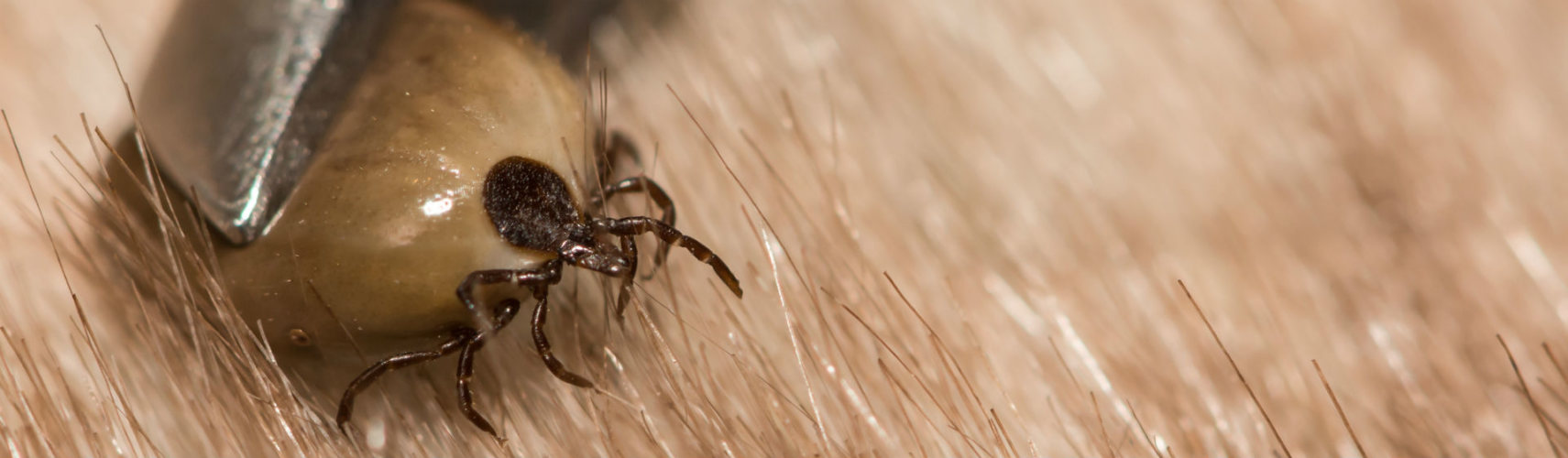 Una garrapata (Foto: iStock)