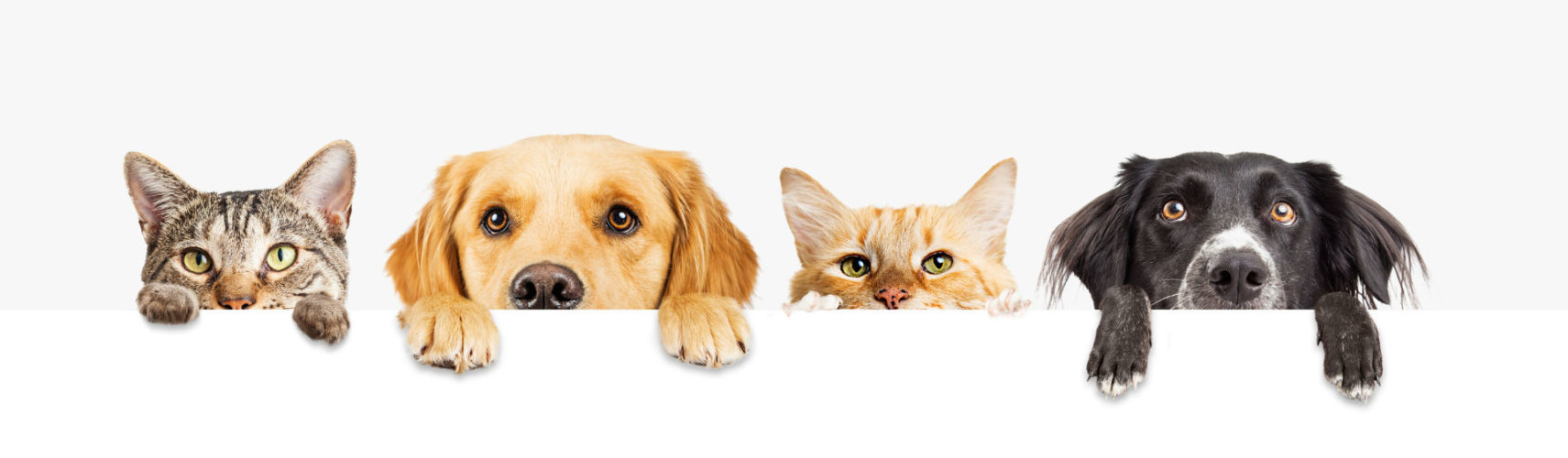 Mascotas más antiguas (Foto: iStock)