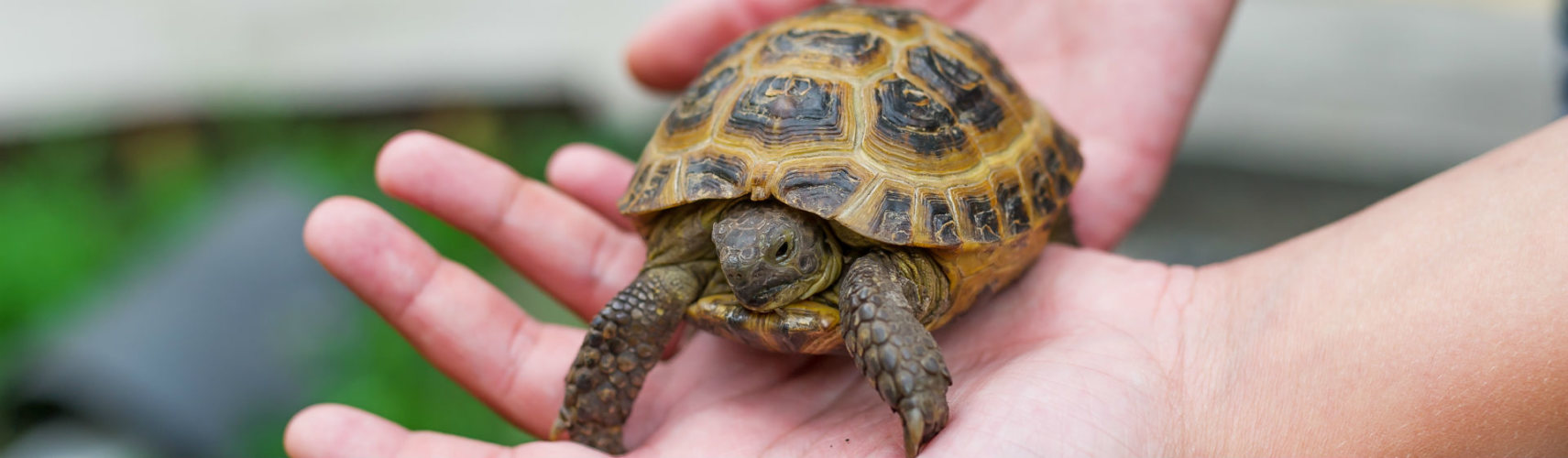 Las tortugas como mascotas (Foto: iStock)