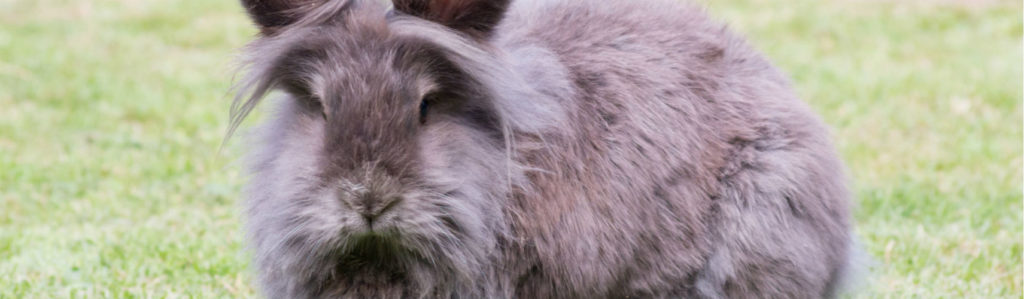 Hay razas de conejos mucho más mansas que otros (Foto: istock)