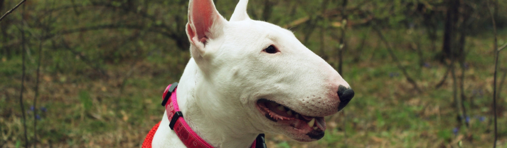 10 curiosidades del bull terrier que te sorprenderán (Istock)