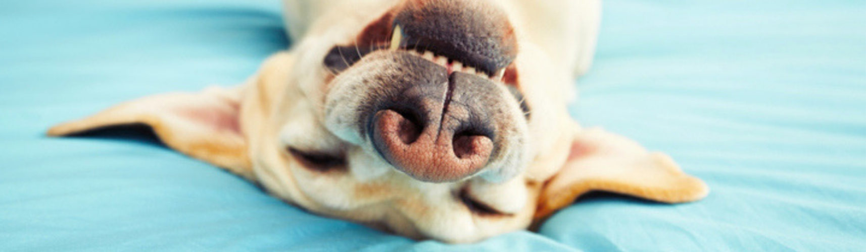 Cómo educar a tu perro para que haga trucos divertidos (Istock)