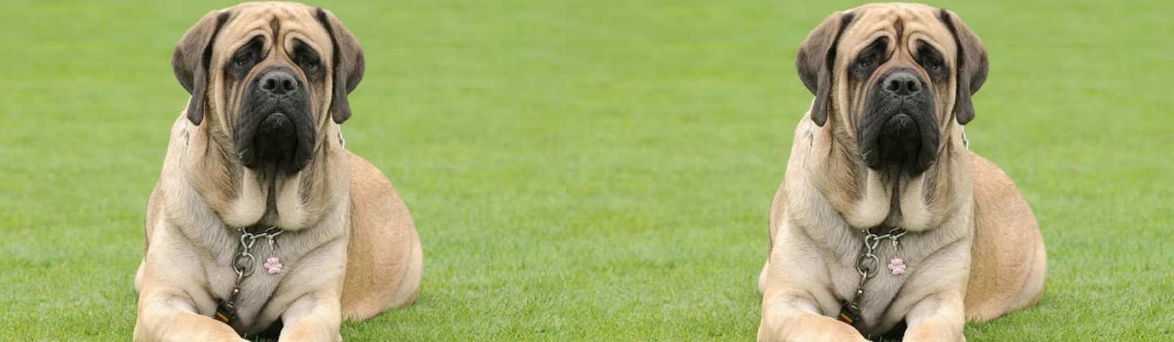 10 curiosidades del mastín inglés que te sorprenderán (Pixabay)