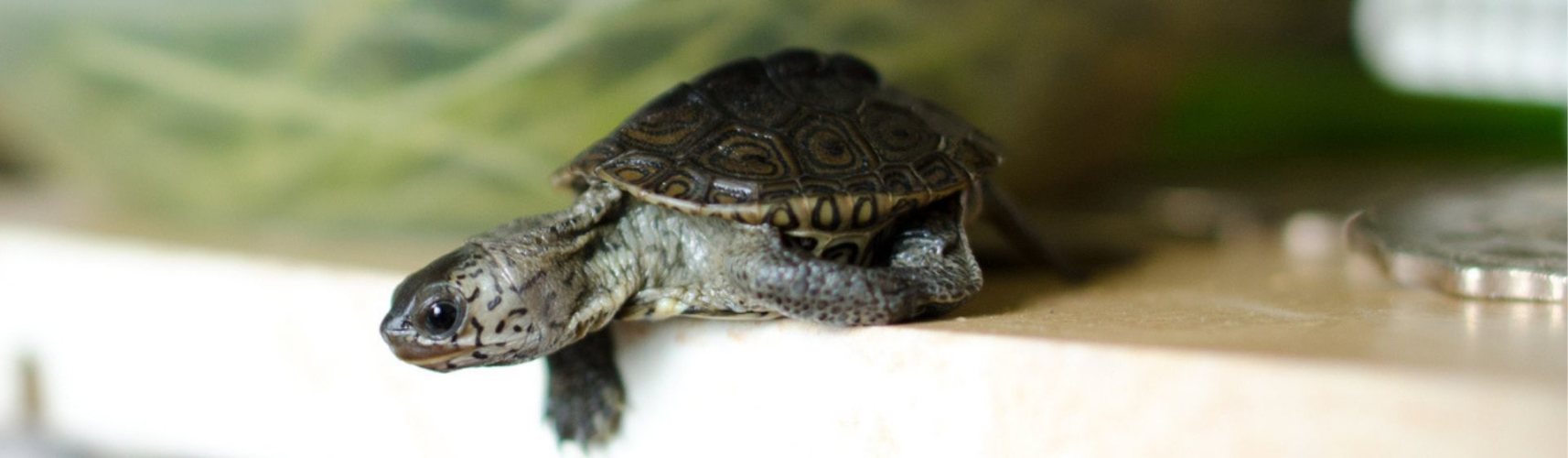 Los nombres de tortuga más originales del mundo (Istock)