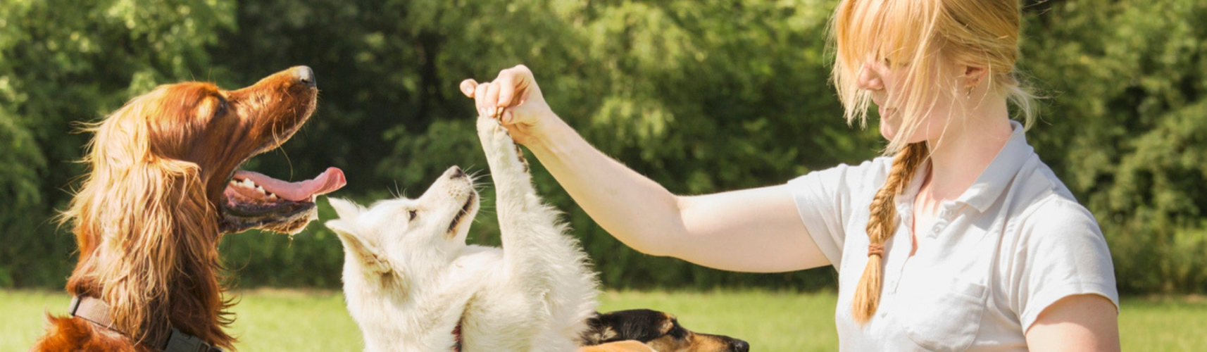 5 trucos fáciles para enseñar a tu perro a dar la pata (Istock)