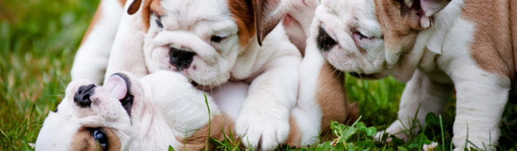 Aunque se parecen, son bastante diferentes (Istock)