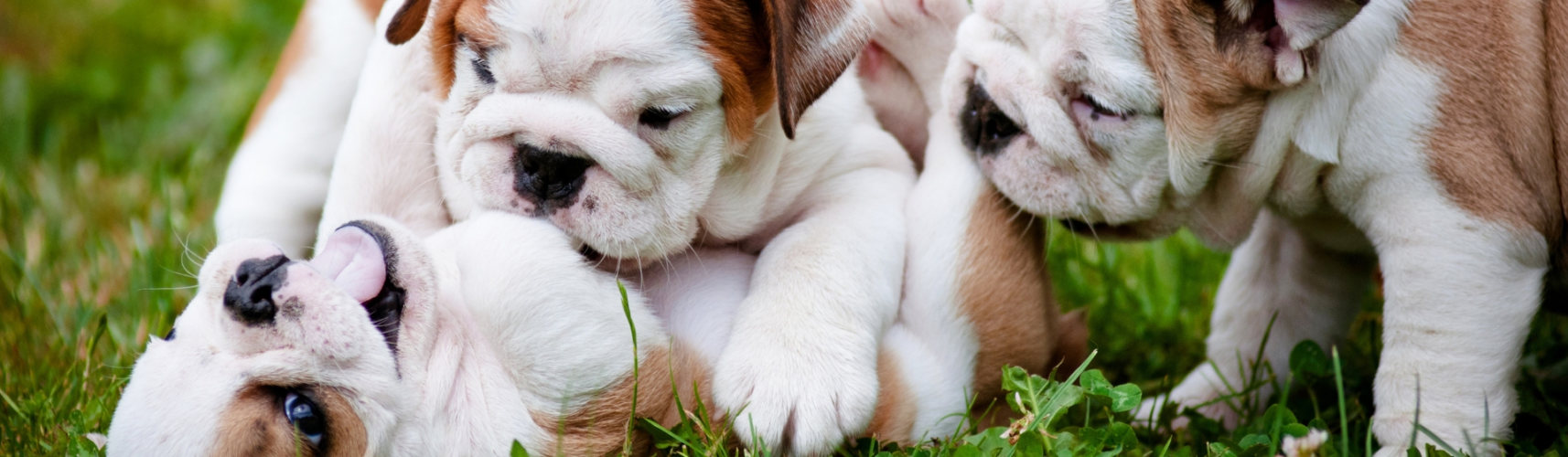 Aunque se parecen, son bastante diferentes (Istock)