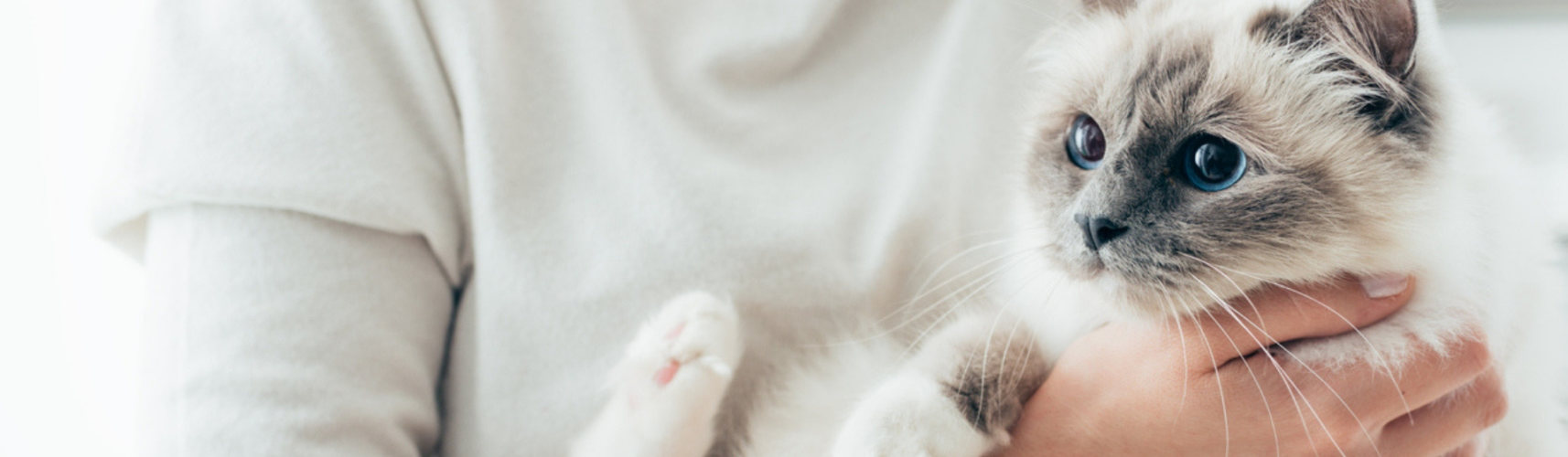 6 peligros de perfumar a tu gato que no sabías (Istock)