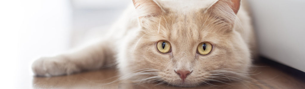 El ragdoll es resultado de un cruce entre un gato de angora y uno de Birmania (iStock).