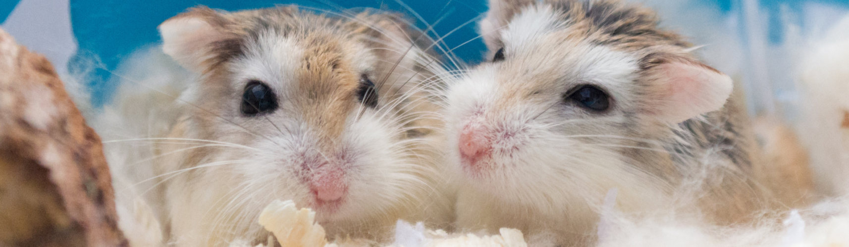 El hamster roboworski no mide más de 5 centímetros (iStock).