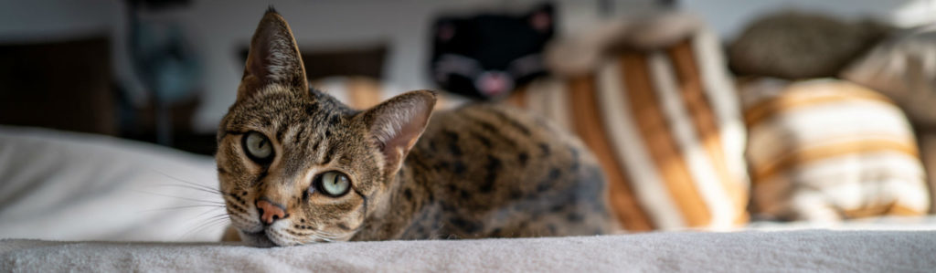Las 3 razas de gatos más solitarios (Foto: iStock)