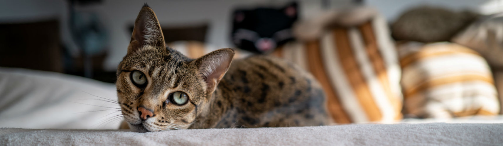 Las 3 razas de gatos más solitarios (Foto: iStock)