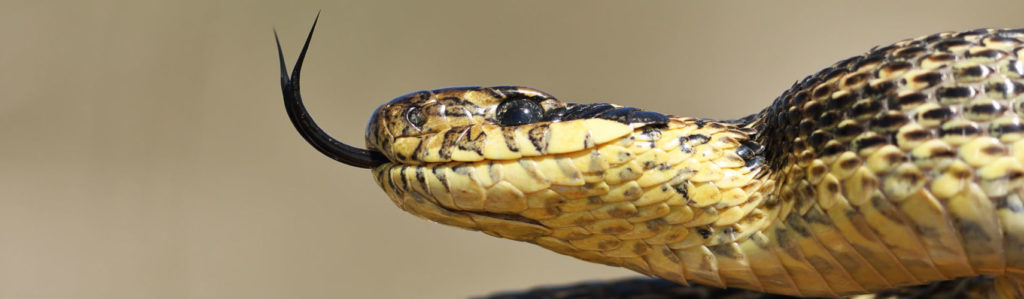 Está llena de curiosidades la lengua de la serpiente (Foto: iStock)