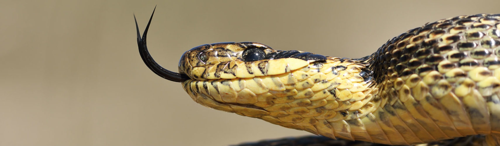 Está llena de curiosidades la lengua de la serpiente (Foto: iStock)