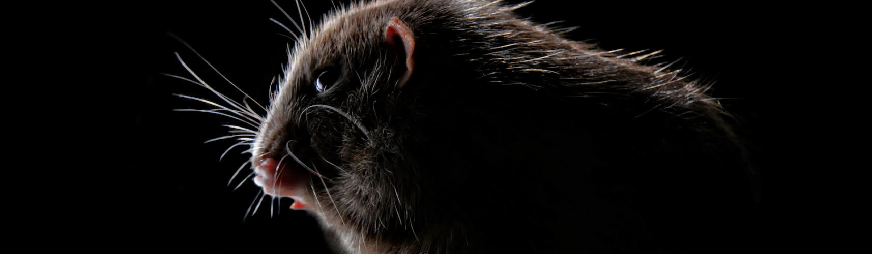 Los 4 Animales Nocturnos Que Puedes Tener Como Mascota Yo Amo