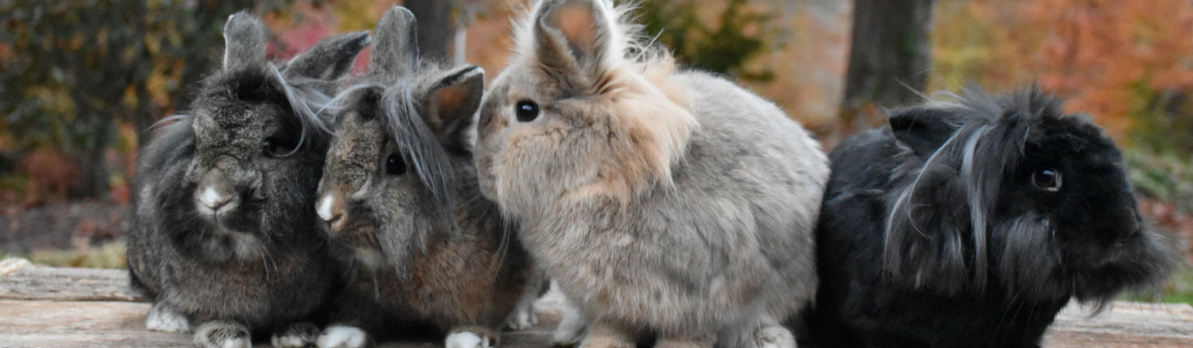 5 razas de conejo más cariñosos (Foto: iStock)