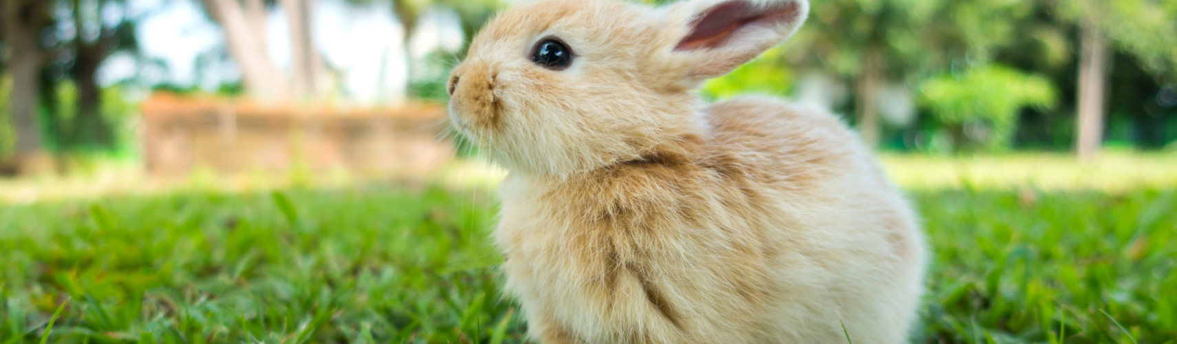 Los conejos tienen muchas particularidades (Foto: iStock)