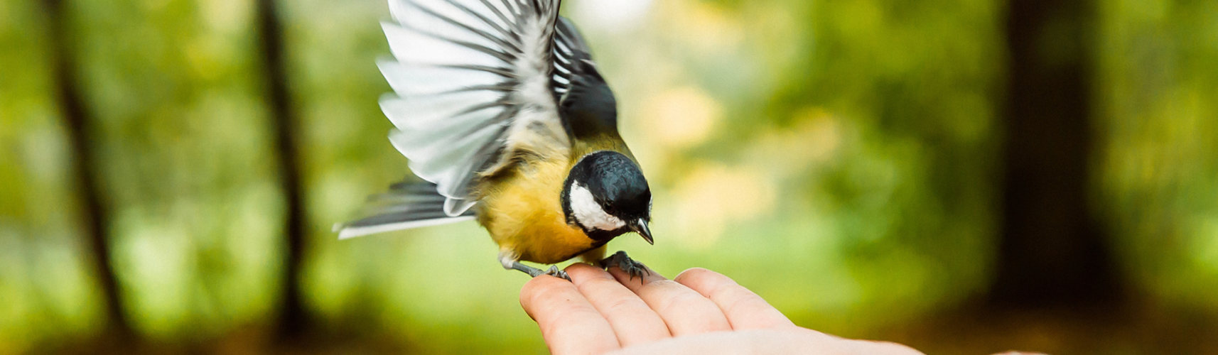 El recorte de alas está prohibido en muchos países y se considera maltrato animal (iStock).