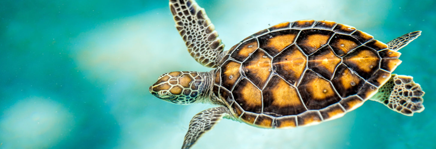 5 tipos de tortugas que debes conocer (iStock).
