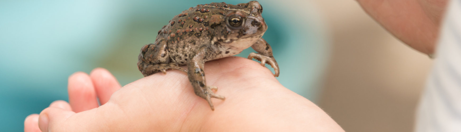 Los anfibios son animales silenciosos y de fácil mantenimiento, perfectos para adoptarlos como mascotas (iStock).