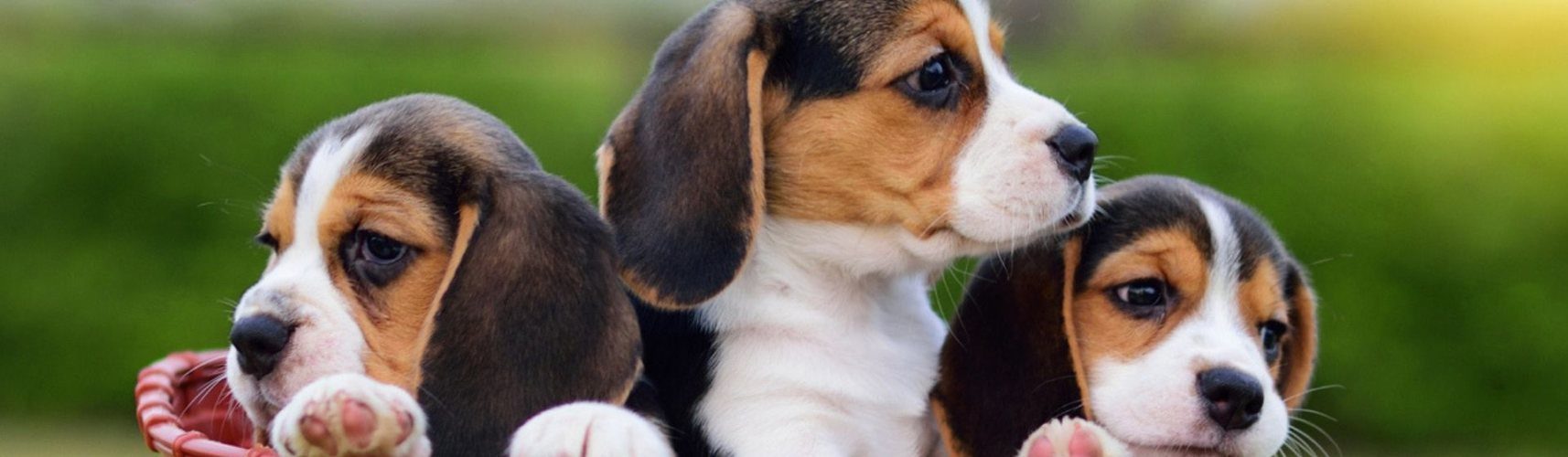 un beagle es una buena mascota