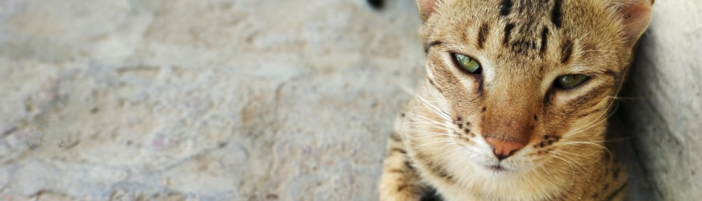 Esta raza procede de un cruce de dos gatos diferentes (iStock).