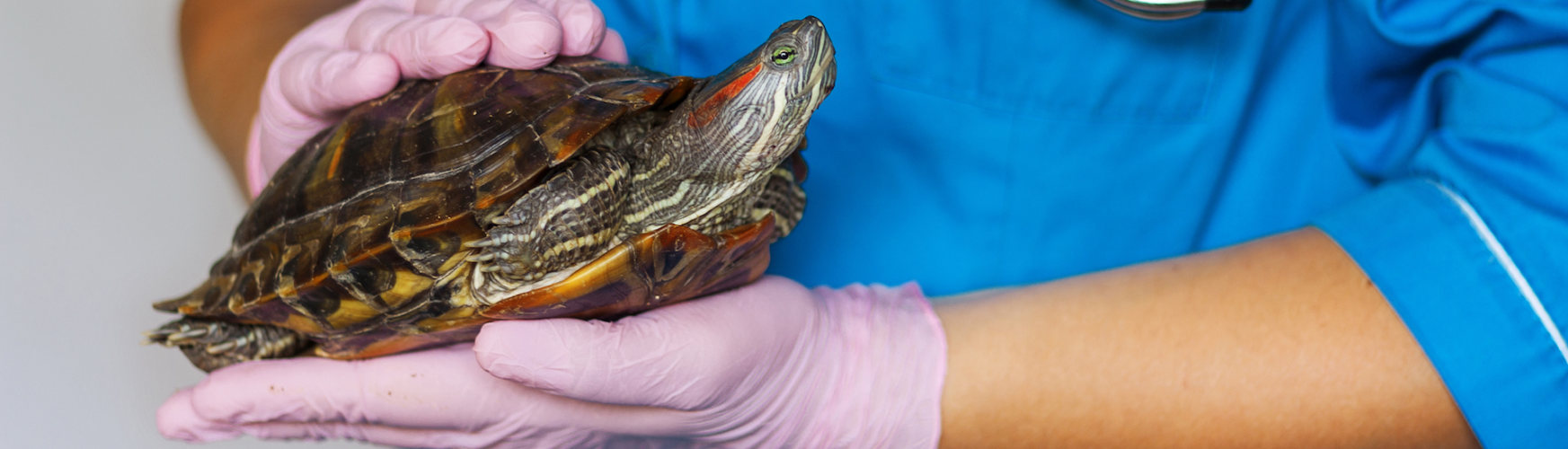 Cómo saber si tu tortuga necesita calcio (iStock).