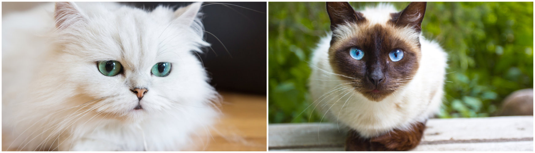 Hay notables diferencias entre estos gatos. Para empezar, la apariencia (iStock).