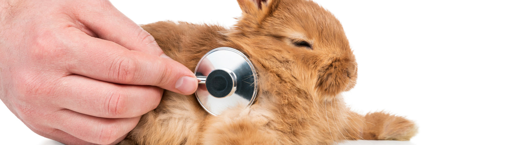 La mixomatosis pueden suponer la muerte de un conejo afectado (iStock).