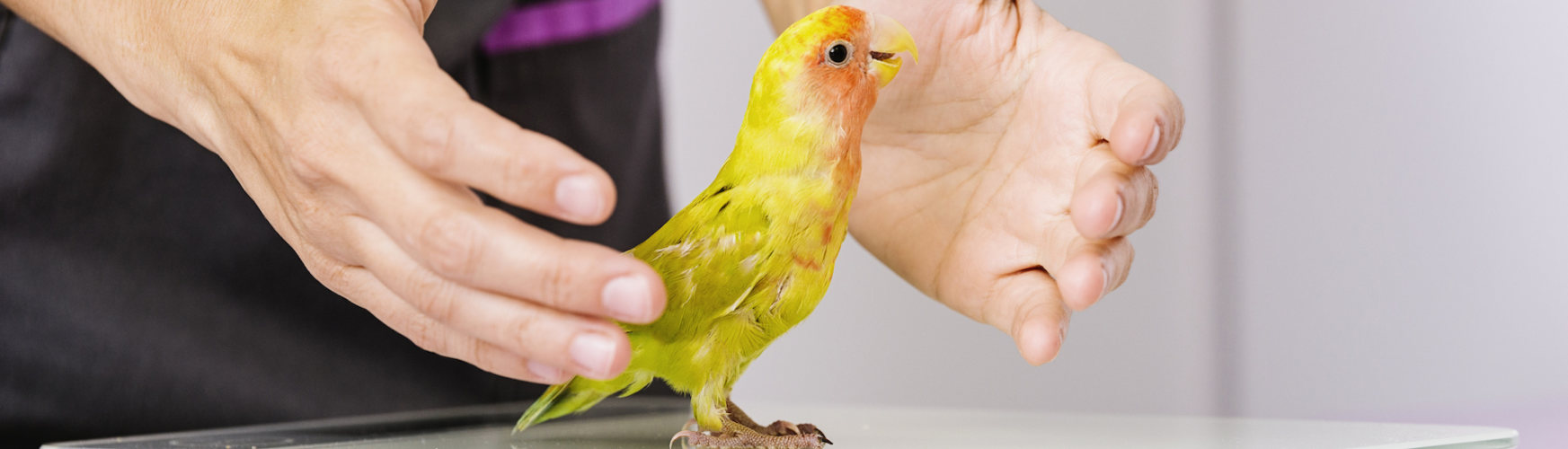 Los pájaros pueden enfermar y en casos graves adquieren dolencias que les causan la muerte (iStock).
