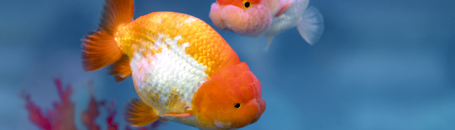 Cómo tratar los hongos en los peces (iStock).