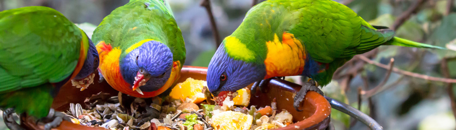 Los pájaros tienen menos papilas gustativas y no les afecta el picante (iStock).