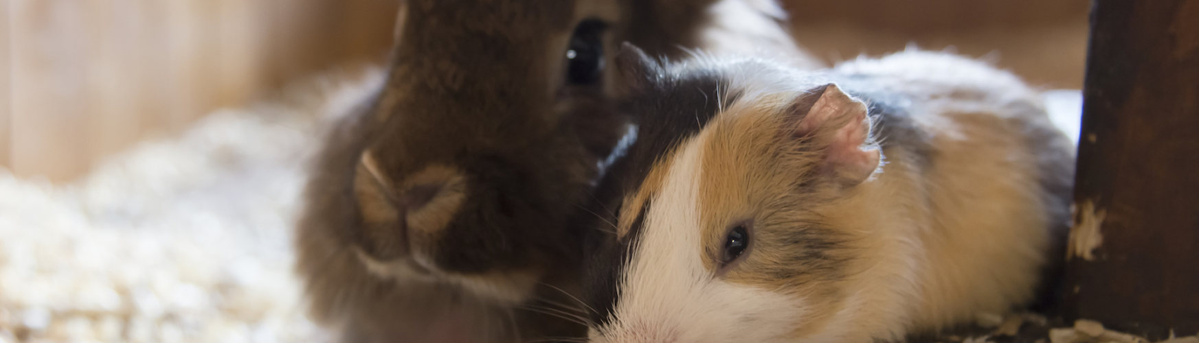 ¿Conejo o cobaya? ¿Qué animal es mejor para adoptar como mascota? (iStock).