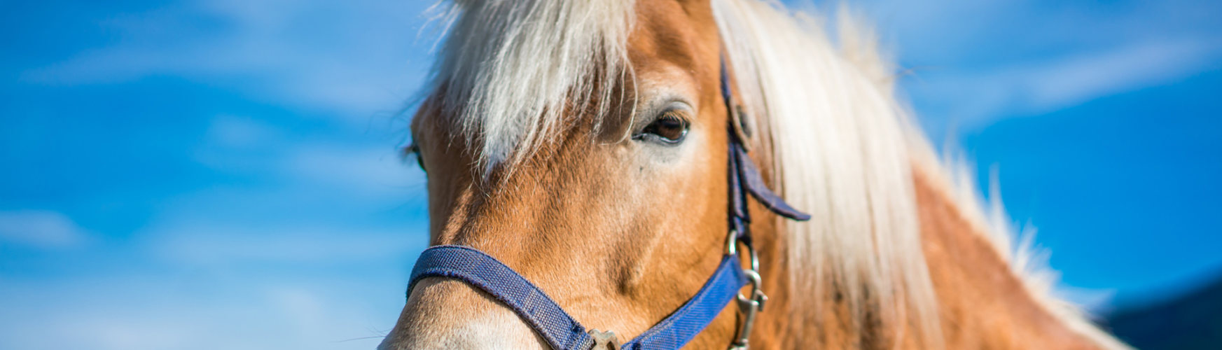 Hay muchos nombres interesantes para denominar a tu caballo (iStock).