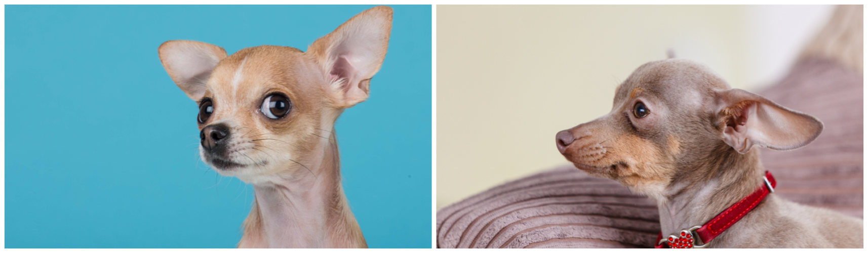 Chihuahua y Ratón de Praga (iStock).