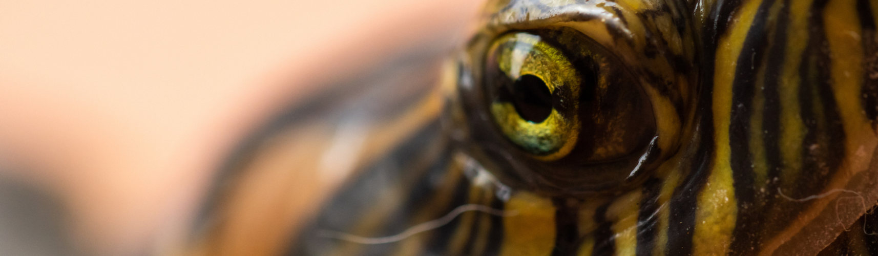 Las tortugas marinas excretan la sal (iStock).