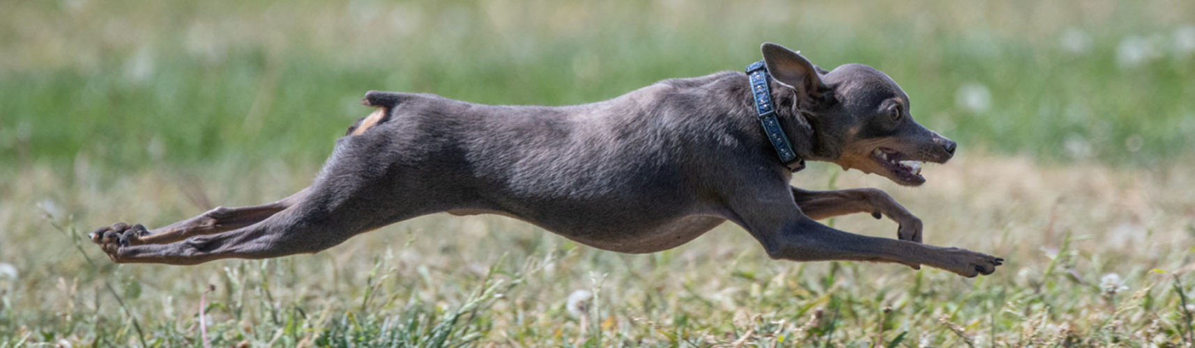 es un galgo italiano lo mismo que un galgo