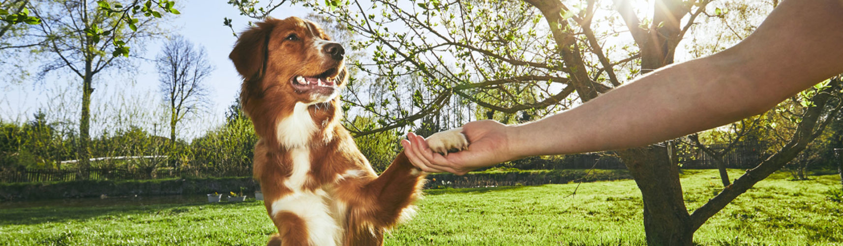 Pros y contras de adoptar un perro adulto