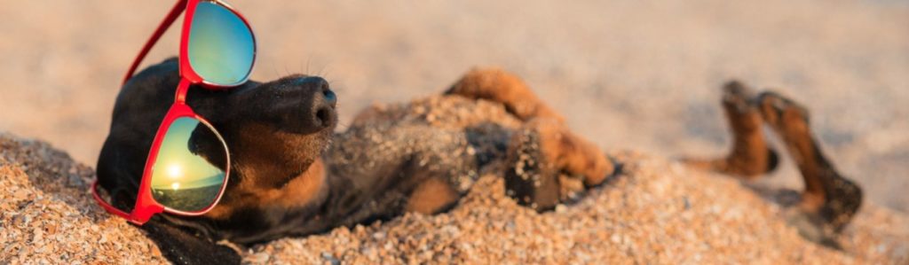 Por qué a los perros les gusta tomar el sol (Istock)