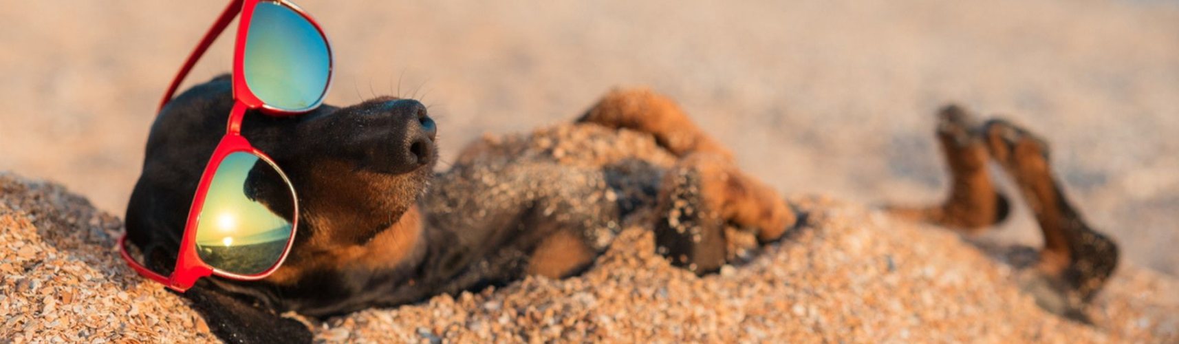 Por qué a los perros les gusta tomar el sol (Istock)