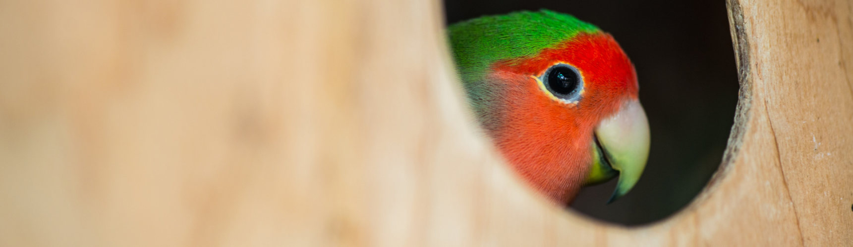 Los agapornis son conocidos como 'aves papilleras' (iStock).