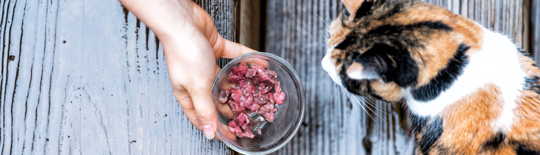La pérdida de apetito en felinos puede deberse a varios motivos (iStock).