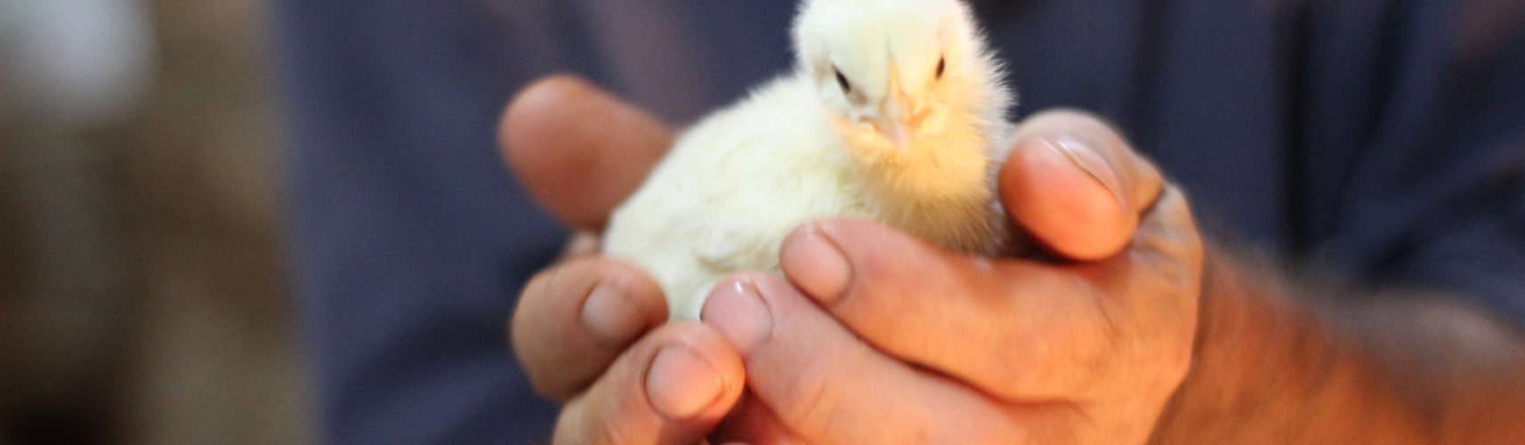 Los pollitos pueden sufrir daños a consecuencia de la caída del nido (iStock).