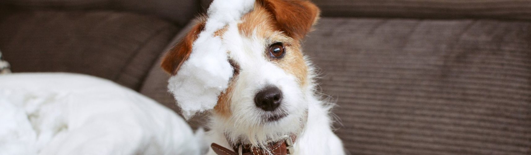 6 situaciones que estresan a tu perro (y no lo sabes) (Istock)