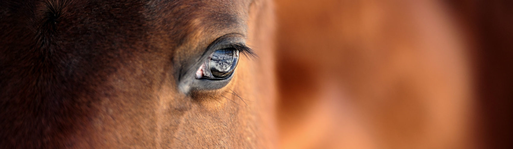Los caballos pueden llorar de sufrimiento (Foto: iStock)