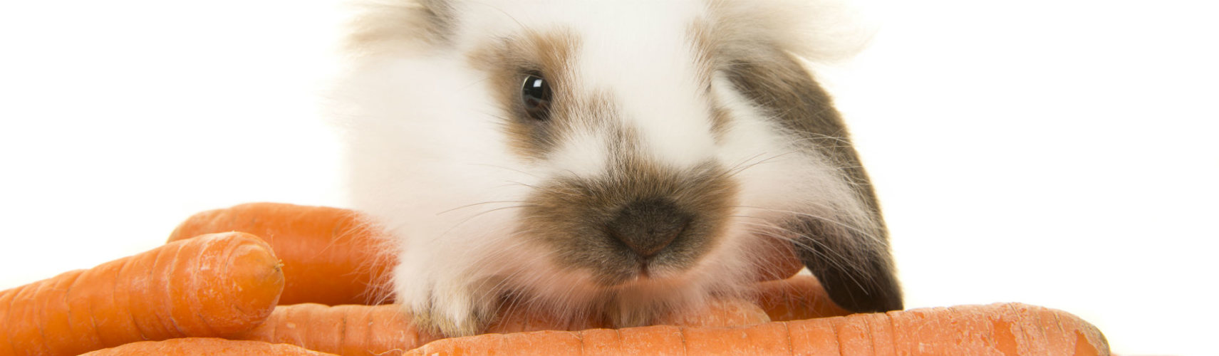 la zanahoria es la comida favorita de los conejos (Foto: iStock)